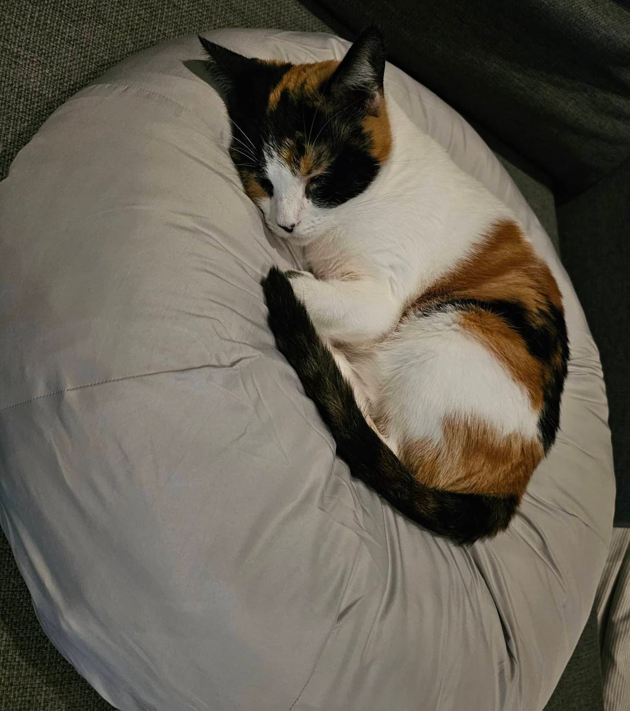 Customer photo review of Earl Grey Pudding Bed