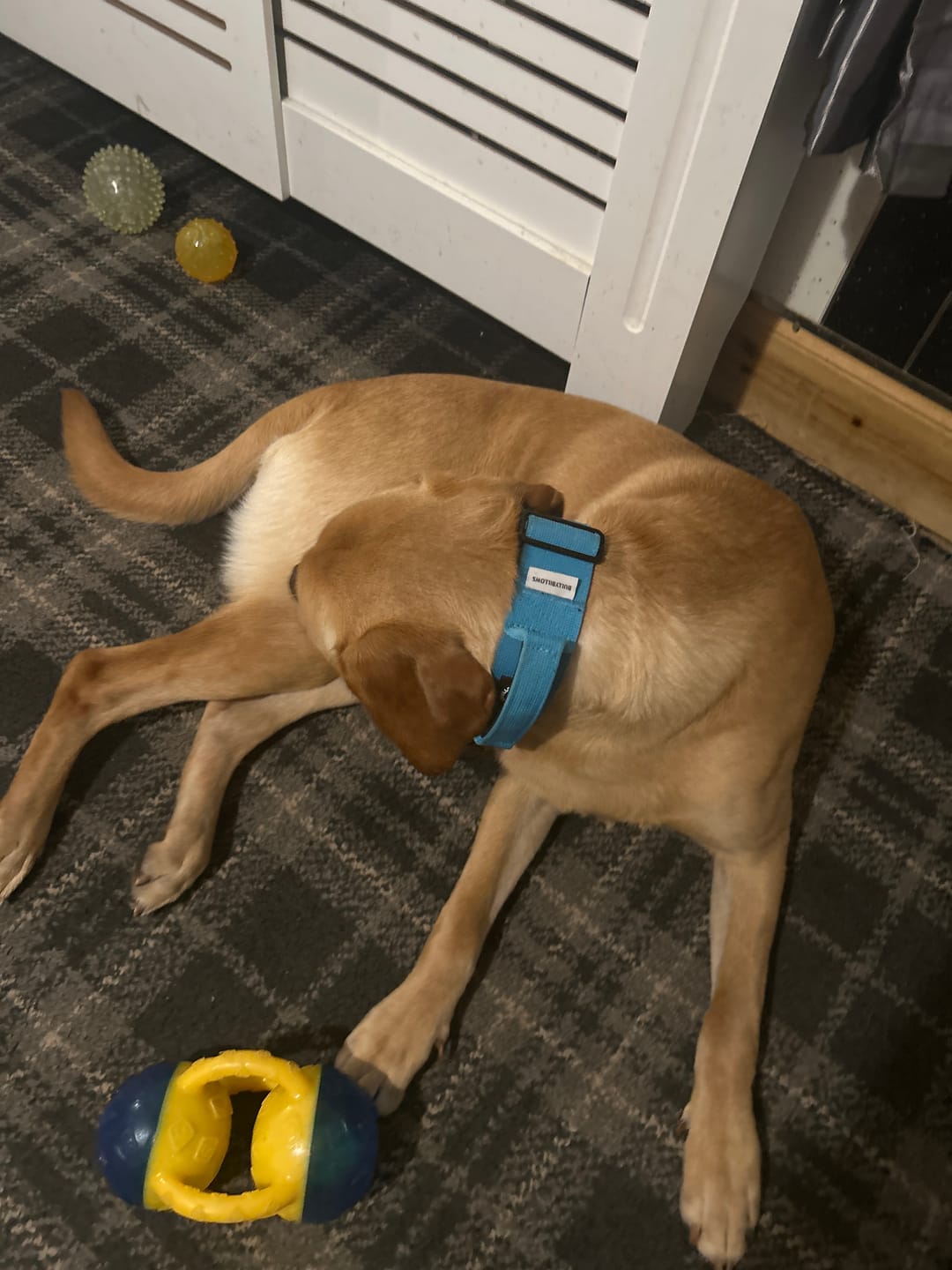 Customer photo review of 5cm Combat® Collar | With Handle & Secure Clip - Light Blue