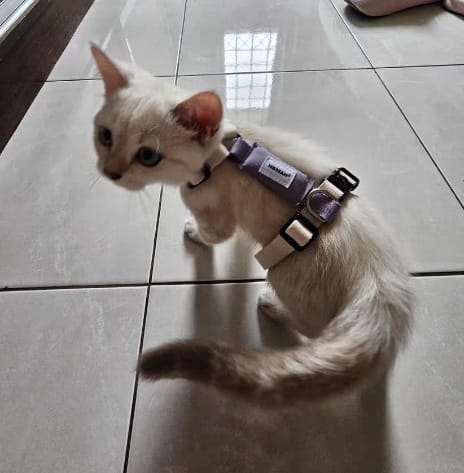 Customer photo review of Valora Dual-Buckle Ultra-Lightweight H-Shaped Cat Harness and Leash Set