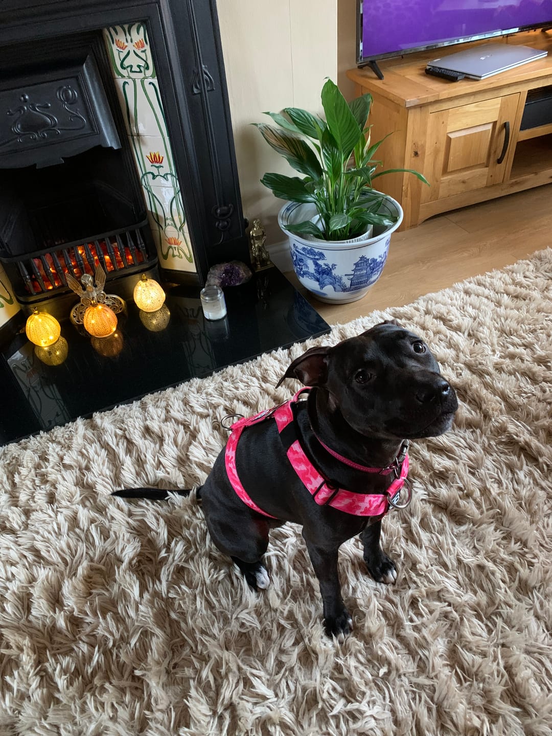 Customer photo review of Harness Seat Belt Safety Strap