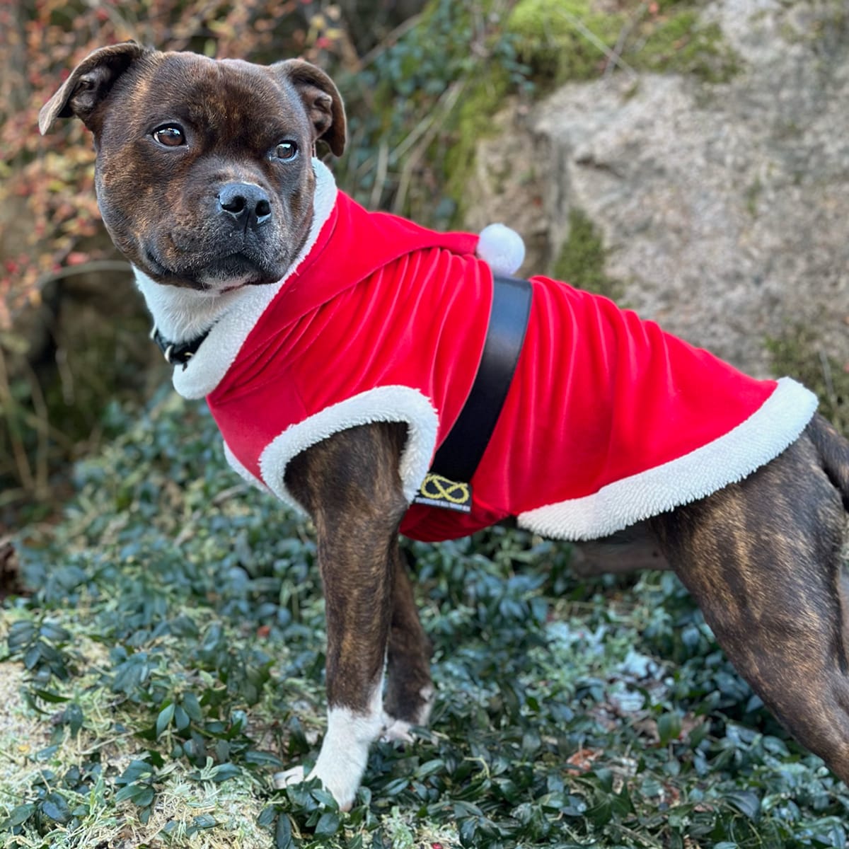 Customer photo review of Staffordshire Bull Terrier 1935® Santa Suit