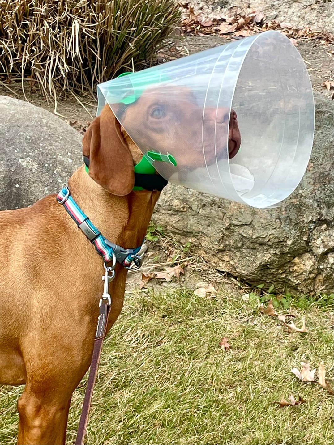 Customer photo review of NovaGuard Recovery Collar