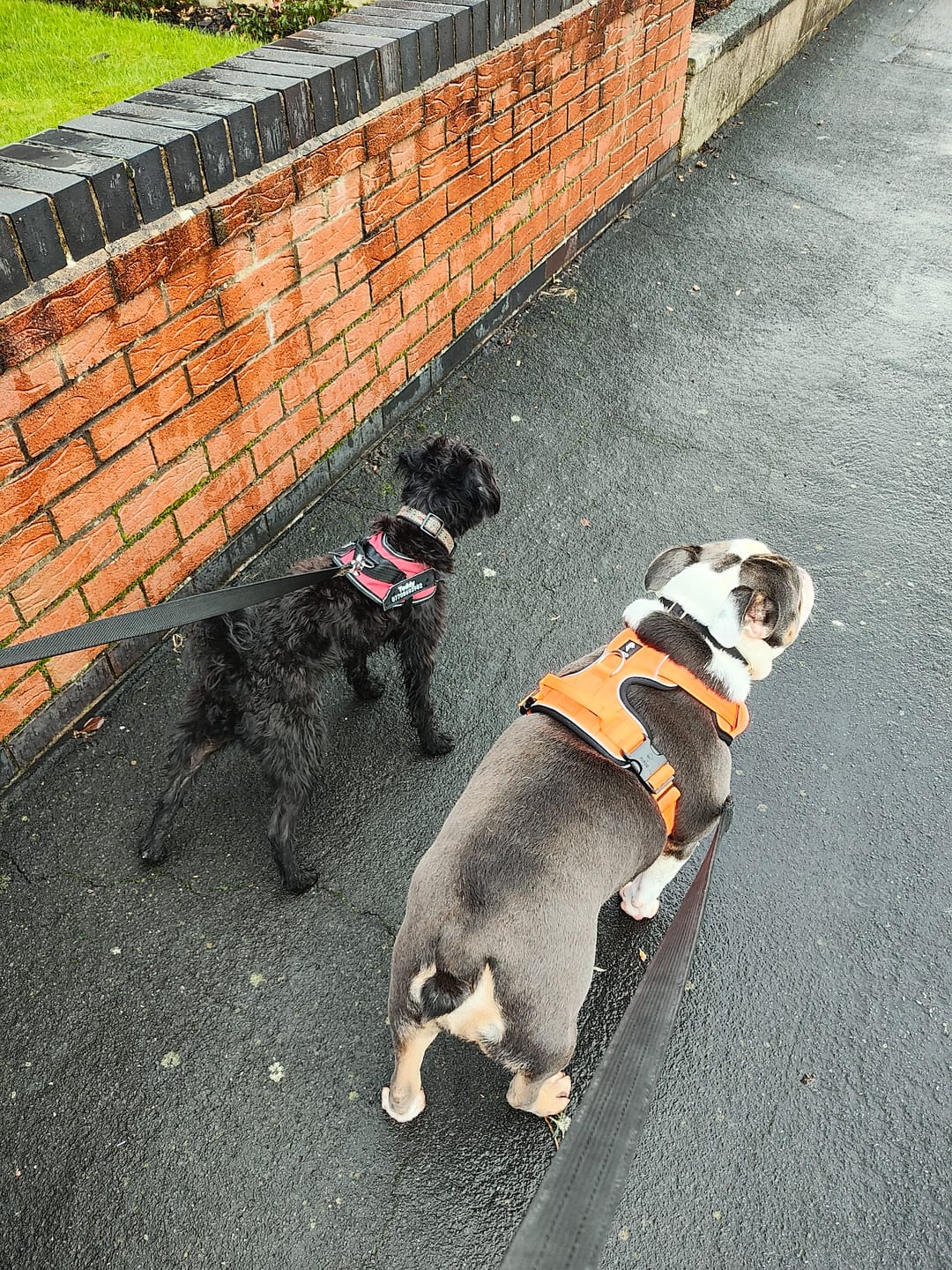 Customer photo review of Prime harness - Orange