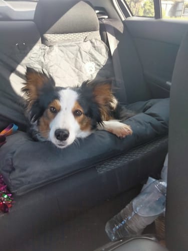 Customer photo review of Car Seat Cover