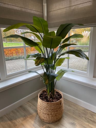 Customer photo review of Strelitzia Kunstplant 180cm