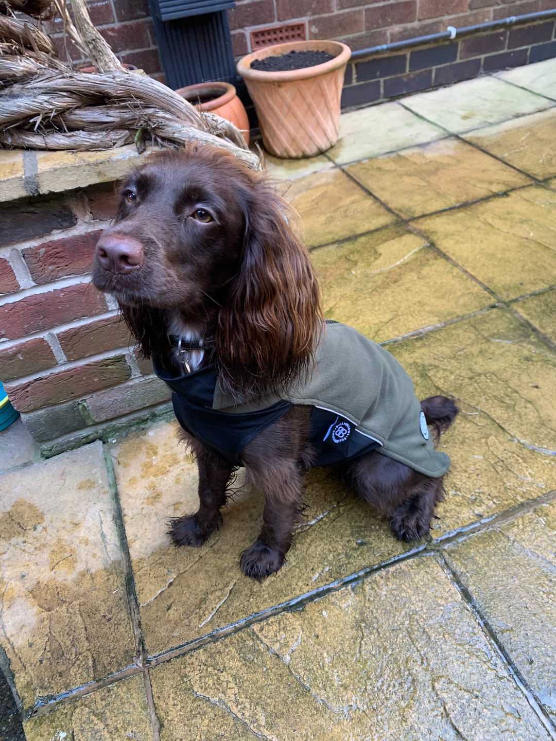 Customer photo review of Dog Fleece With Zip - Khaki