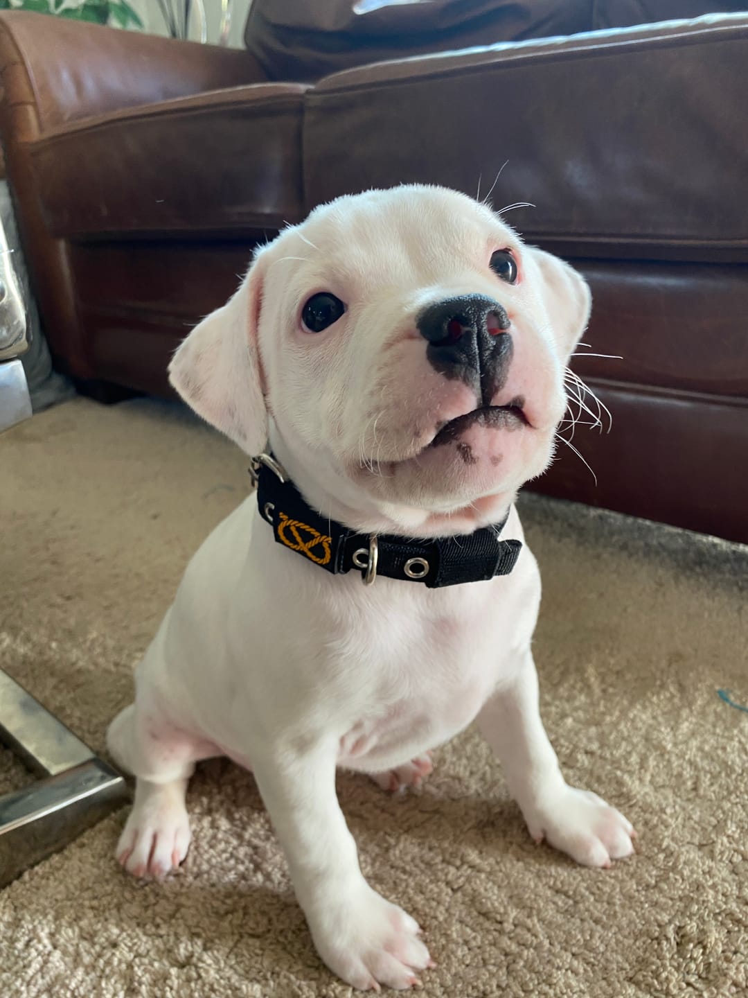 Customer photo review of Staffordshire Bull Terrier 1935® Puppy Collar & Leash Set - Black