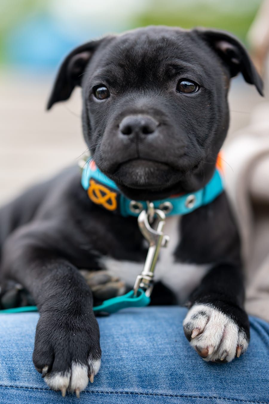 Customer photo review of Staffordshire Bull Terrier 1935® Puppy Collar & Leash Set - Alvin Edition - Aqua & Neon Orange