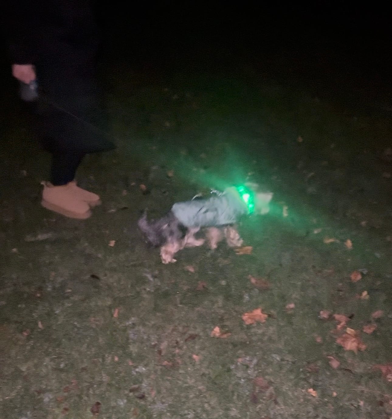 Customer photo review of LuxeLight LED Dog Collar