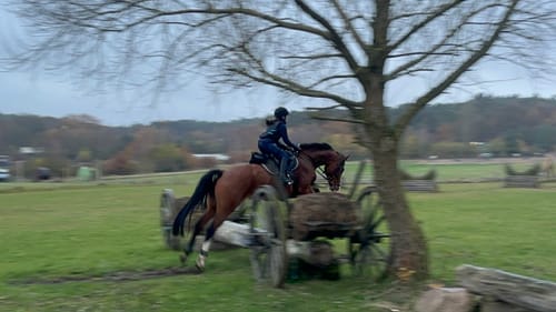 Customer photo review of Strotonin Horse Support