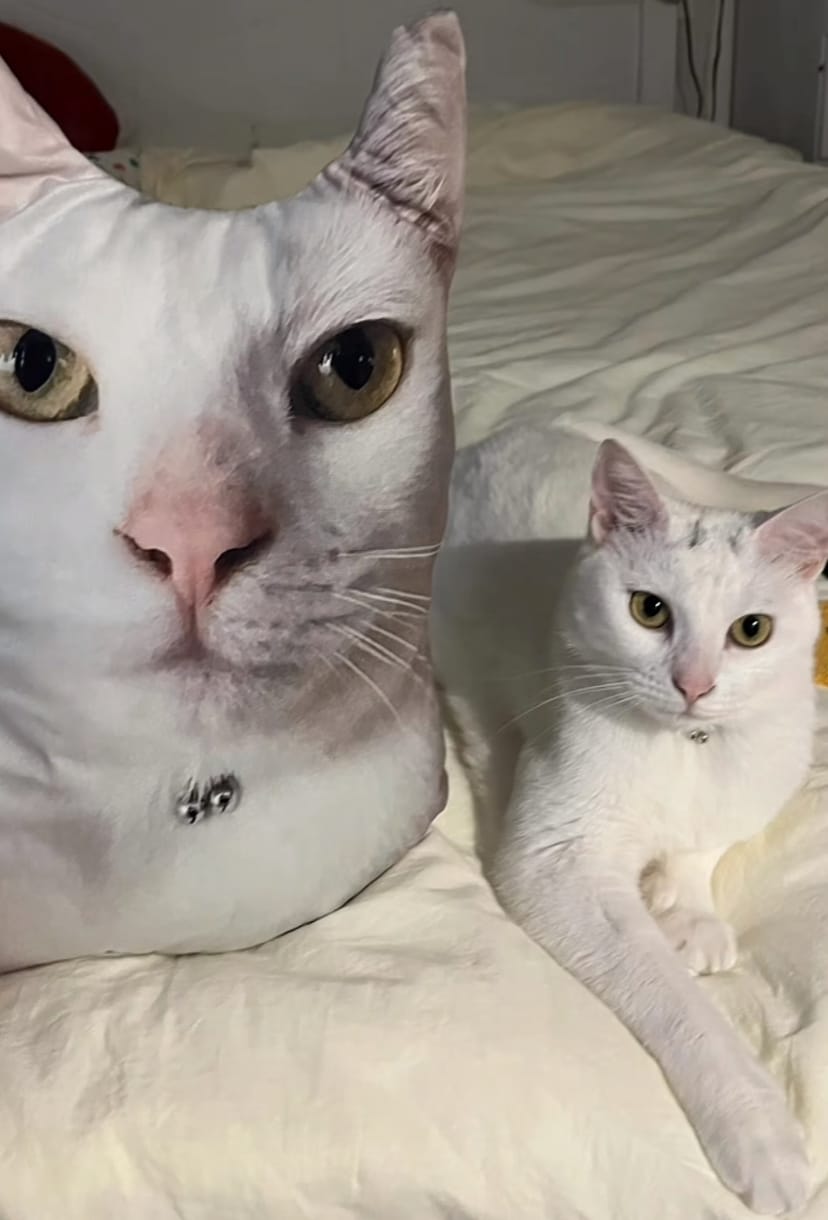 Customer photo review of Custom Pet Pillow