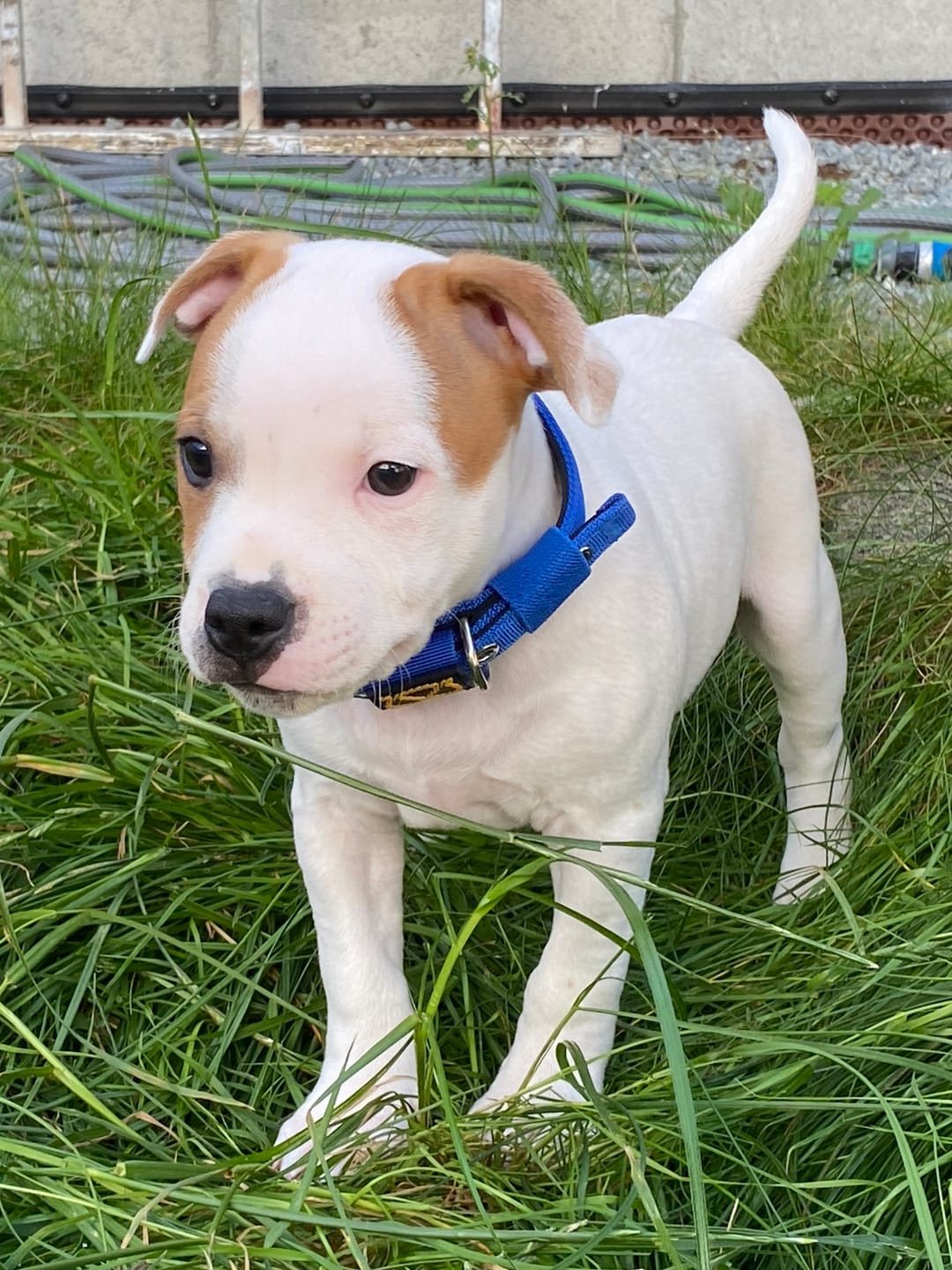 Customer photo review of Staffordshire Bull Terrier 1935® Puppy Collar & Leash Set - Royal Blue