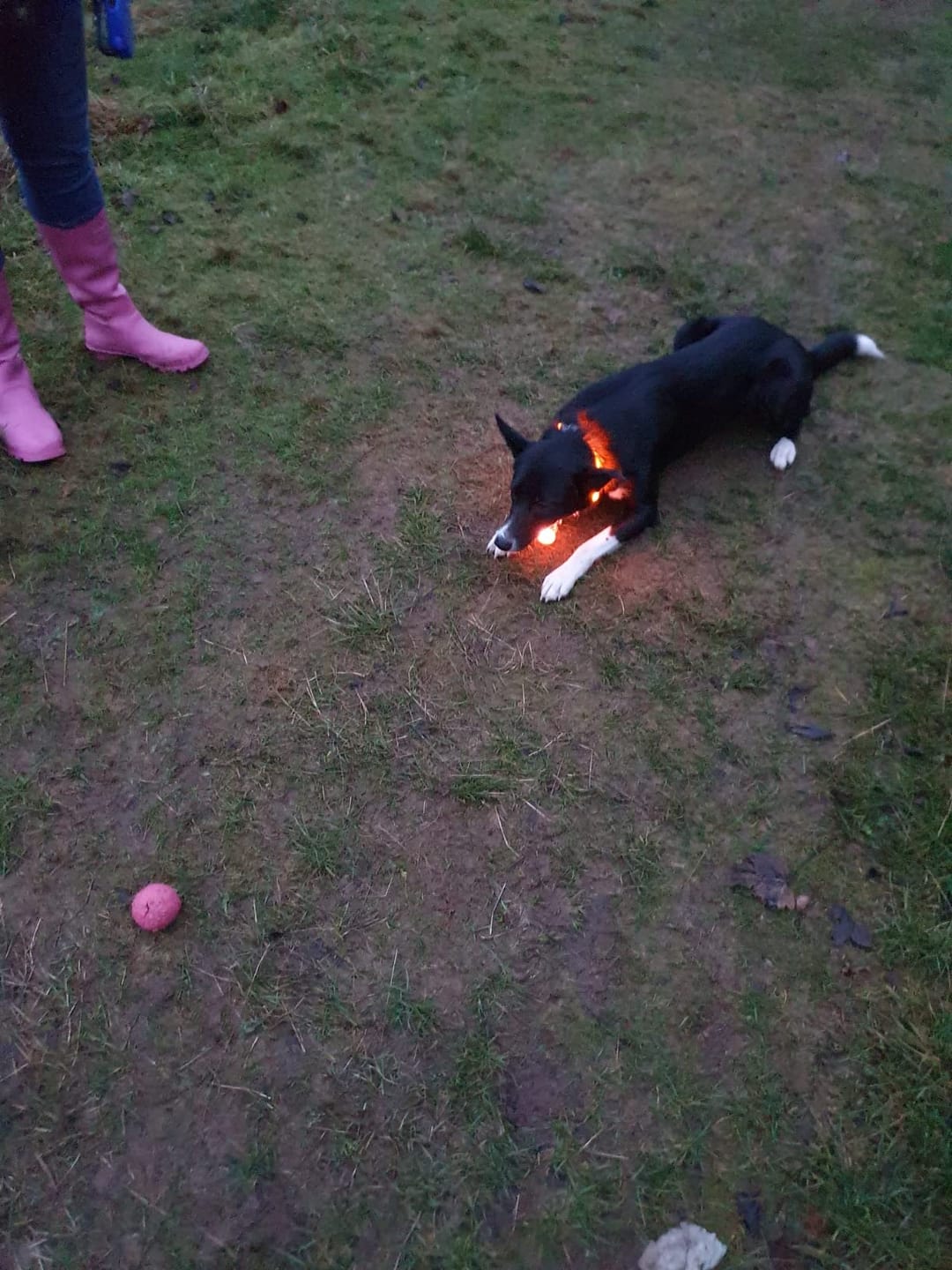 Customer photo review of LuxeLight LED Dog Collar