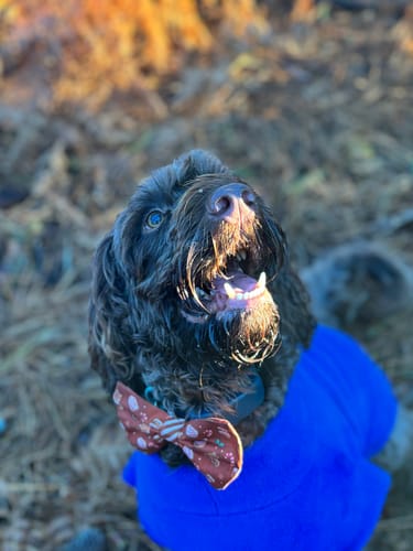 Customer photo review of Disney© Bow Tie - Gingerbread Bear