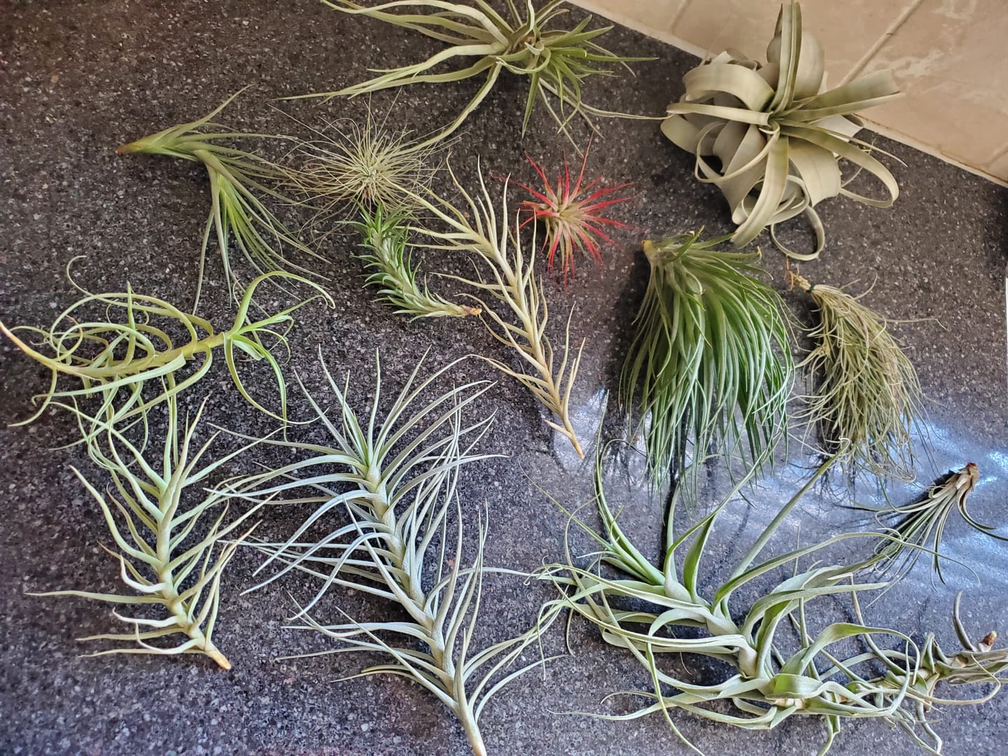 Customer photo review of 15 Pack Premium Air Plants Mix  *Cannot Be Shipped Internationally*