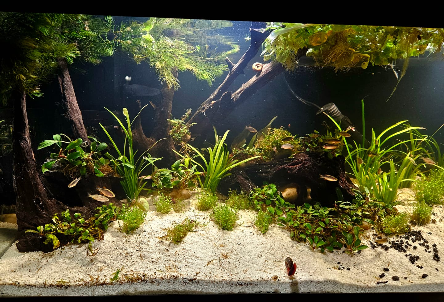 Customer photo review of Shark PRO