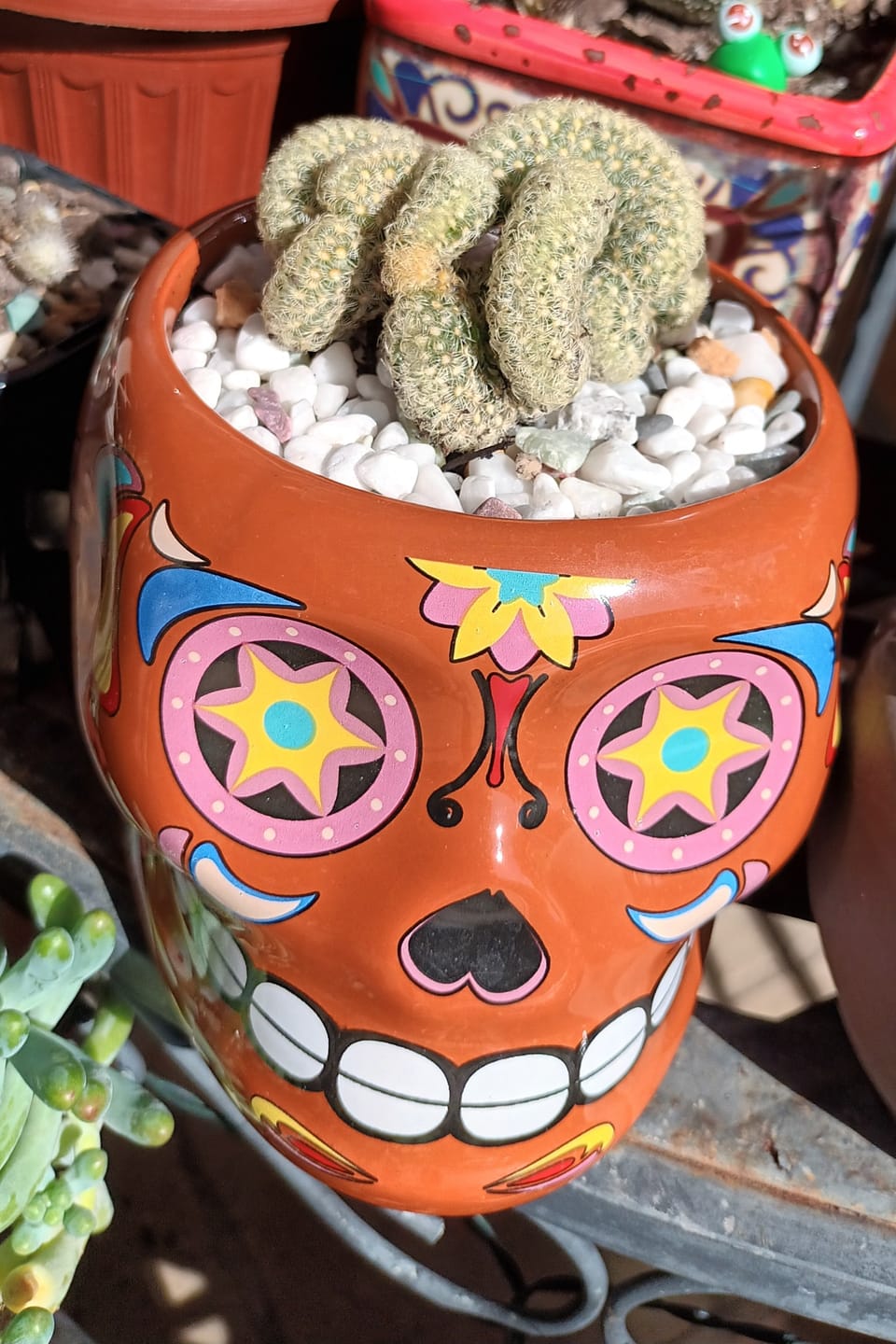 Customer photo review of The Brain Cactus - Mammillaria elongata f. cristata