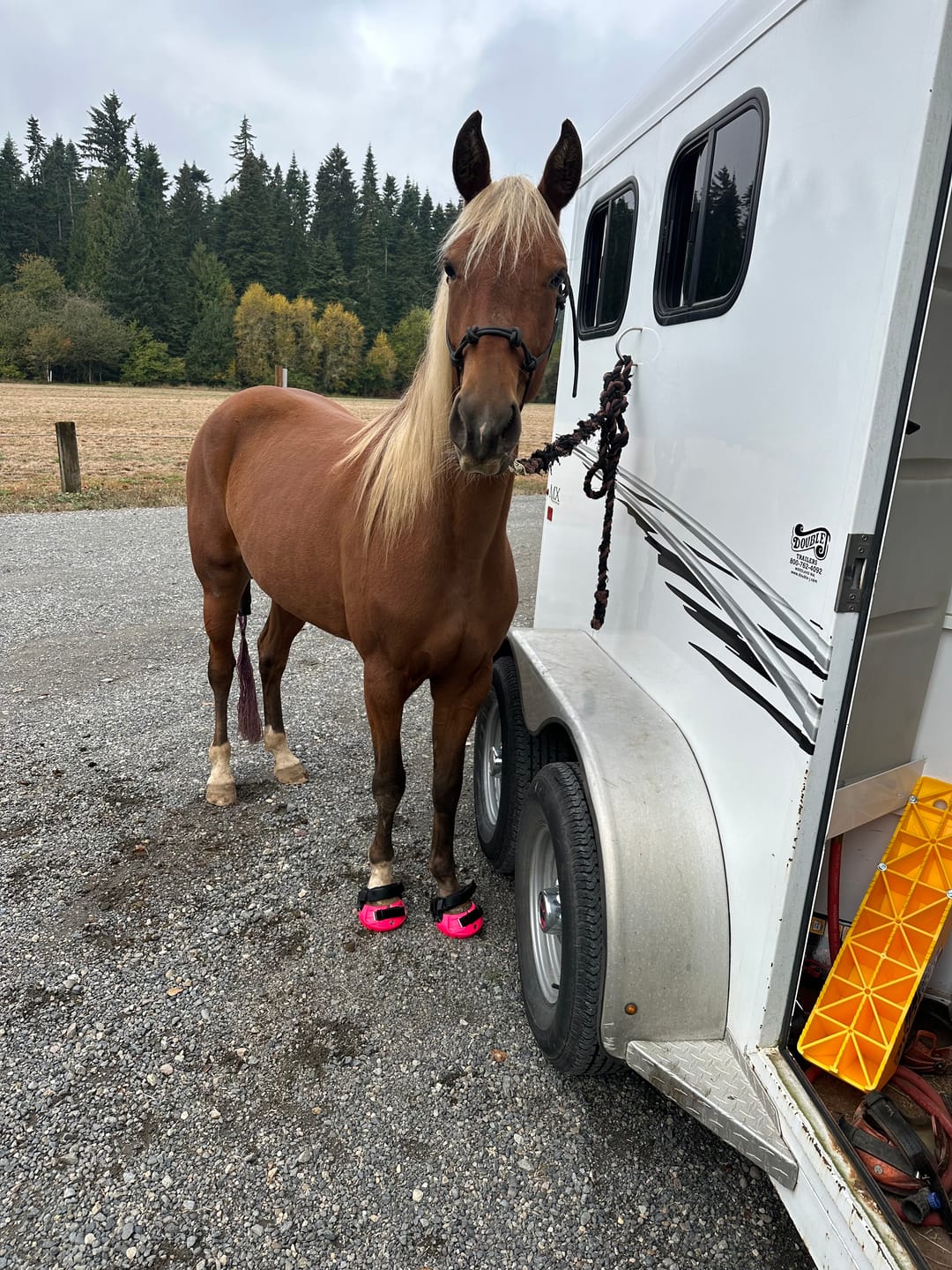 Customer photo review of Renegade® Viper™ Pink Passion