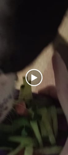 Customer video review of Freezbox - Super Tough Treat Toy