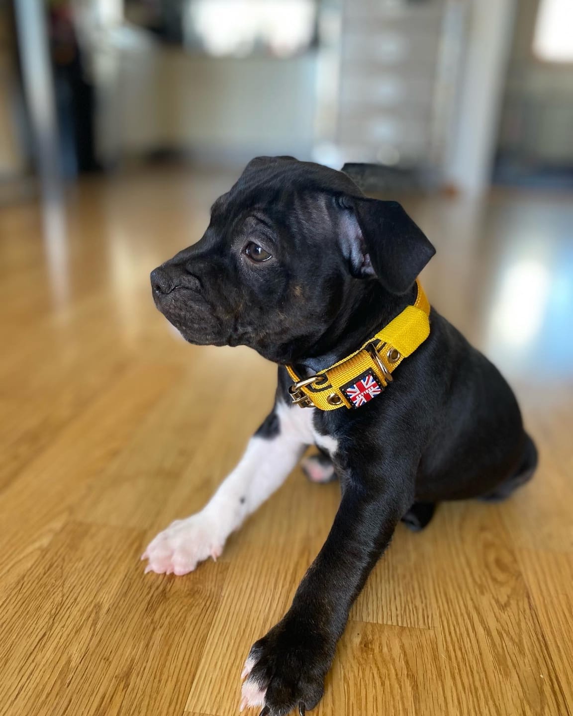 Customer photo review of Staffordshire Bull Terrier 1935® Puppy Collar & Leash Set - Yellow