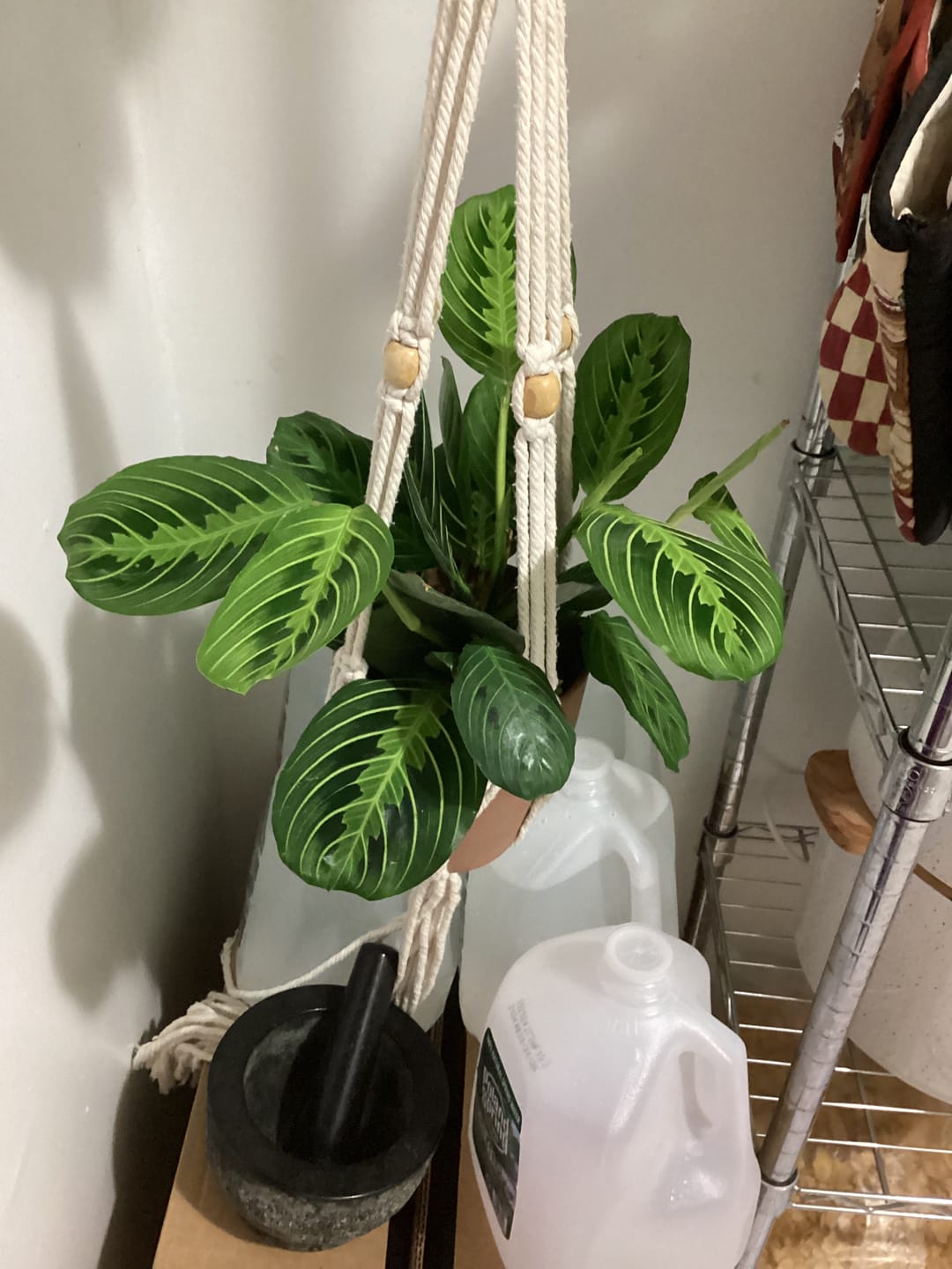 Customer photo review of Maranta leuconeura "Lemon Maranta"