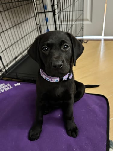 Customer photo review of Collar – Tiny Diny