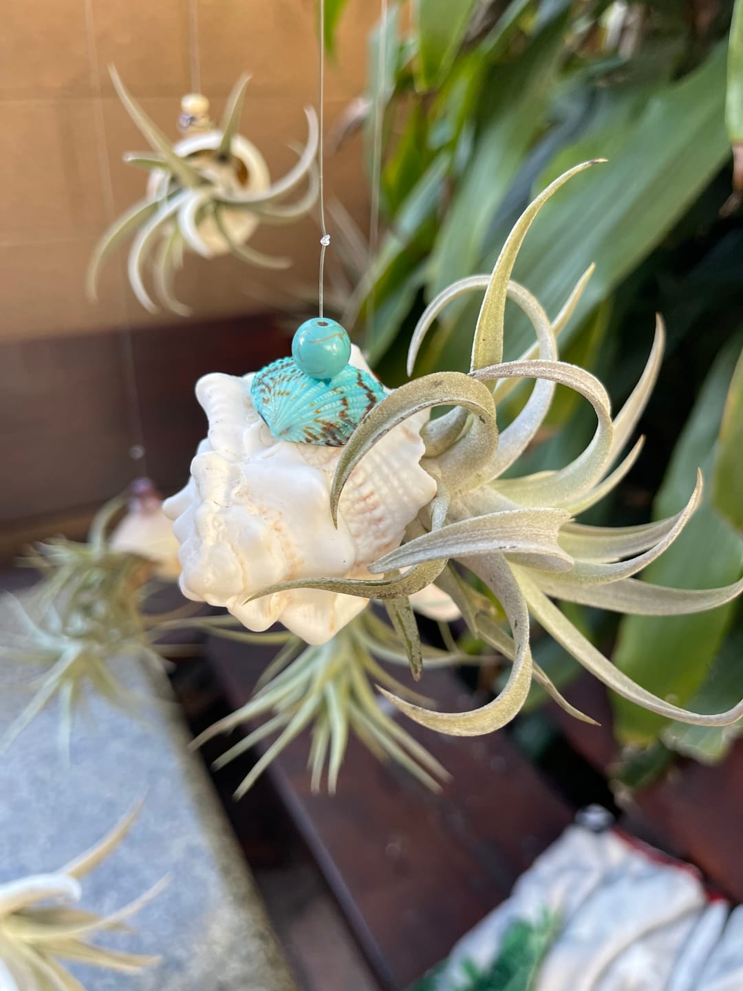 Customer photo review of Wholesale Harrisii Small  (Minimum Order 10)  *Cannot Be Shipped Internationally*