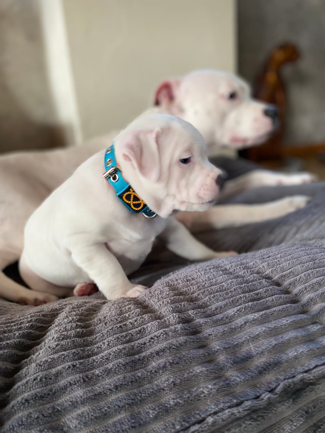 Customer photo review of Staffordshire Bull Terrier 1935® Puppy Collar & Leash Set - Alvin Edition - Aqua & Neon Orange