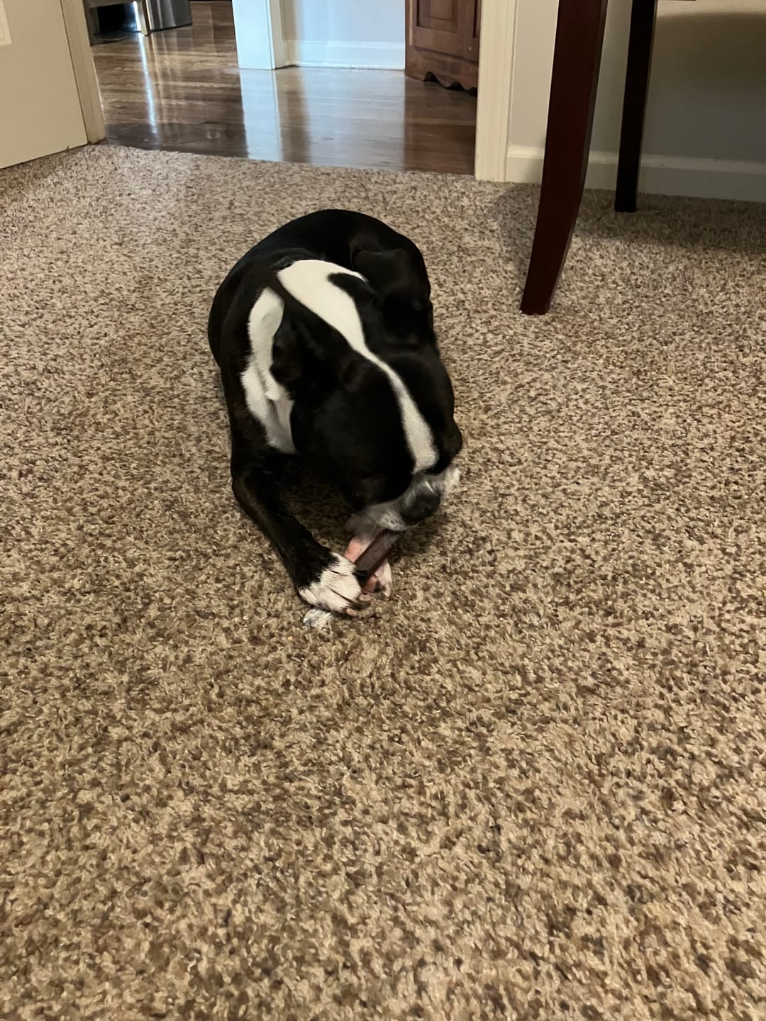 Customer photo review of Himalayan Yak Chew (SMALL)