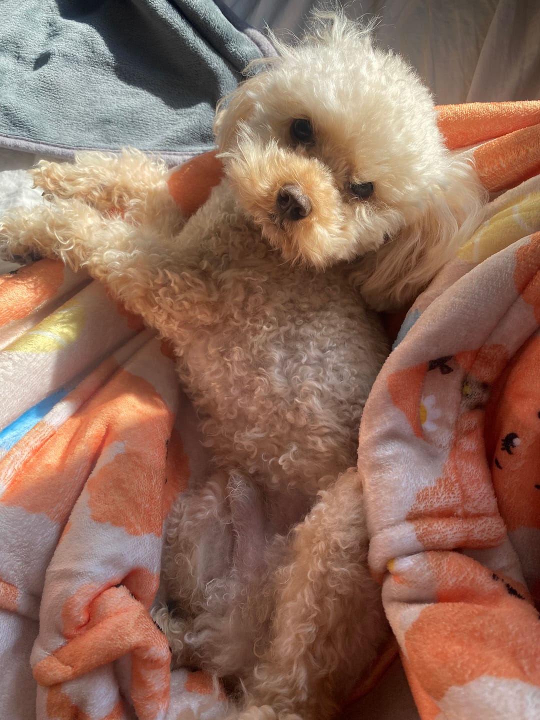 Customer photo review of Fluff Hugs - Adults