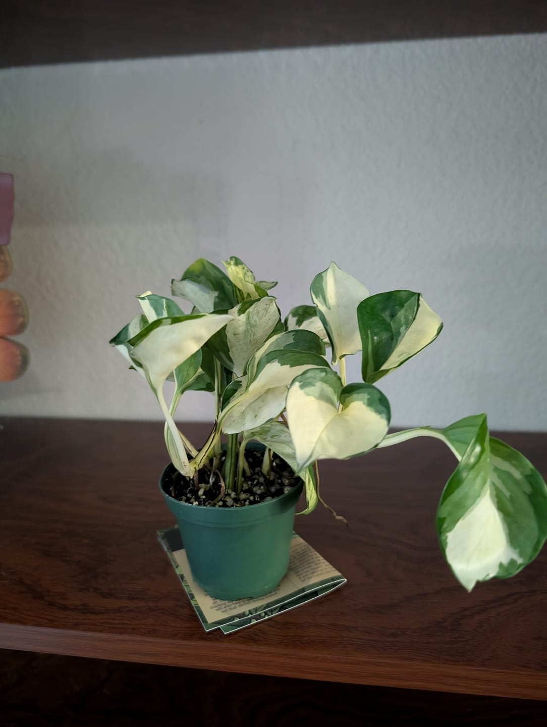 Customer photo review of Pothos Epipremnum aureum 'Manjula'