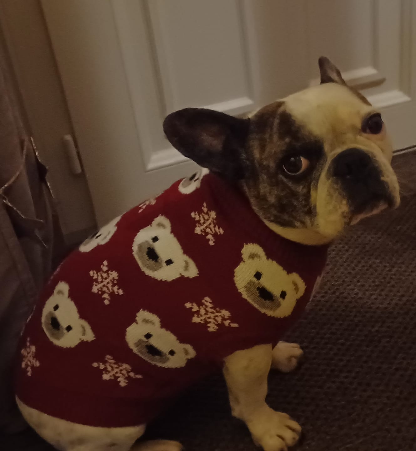 Customer photo review of Christmas Dog Knit Sweater