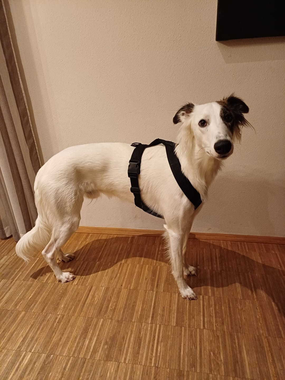 Customer photo review of Hundegeschirr FUN "Volcano Black"
