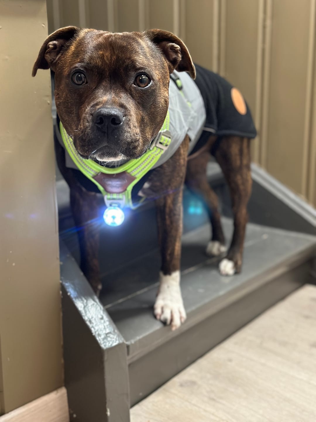 Customer photo review of Staffordshire Bull Terrier 1935® Light