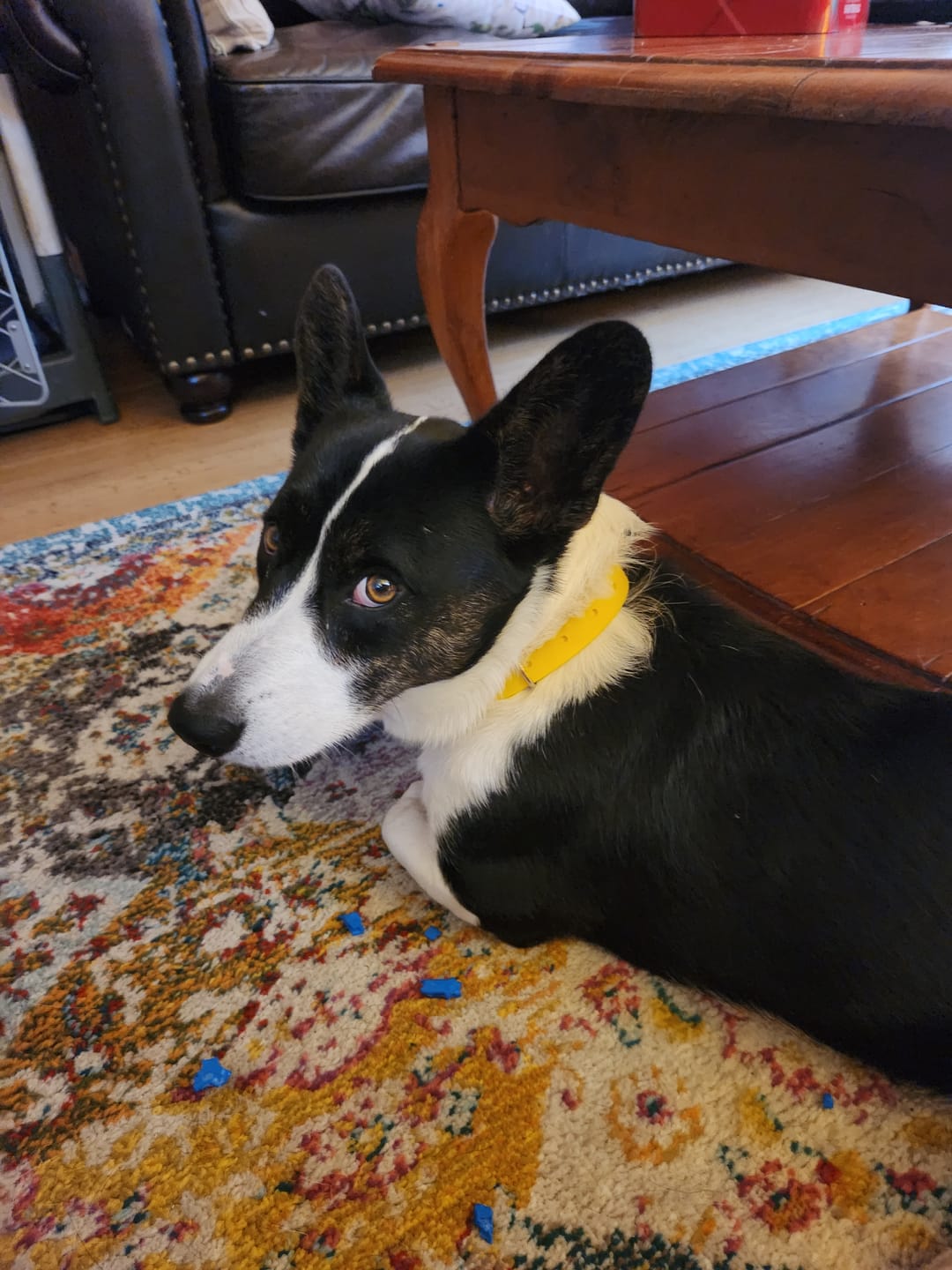 Customer photo review of Adjustable Biothane Quick Release Dog Collar