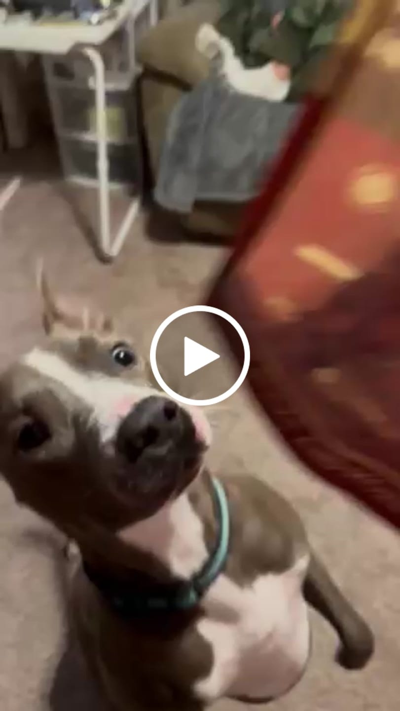 Customer video review of 12 Inch Monster Braided Bully Stick