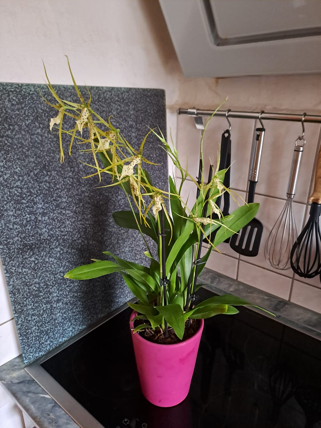 Customer photo review of Spinnenorchidee Brassia Fabian mit 3 Stielen