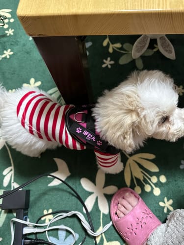 Customer photo review of FunFunPet 高機能ハーネス（お名前タグ作成サービス付き）