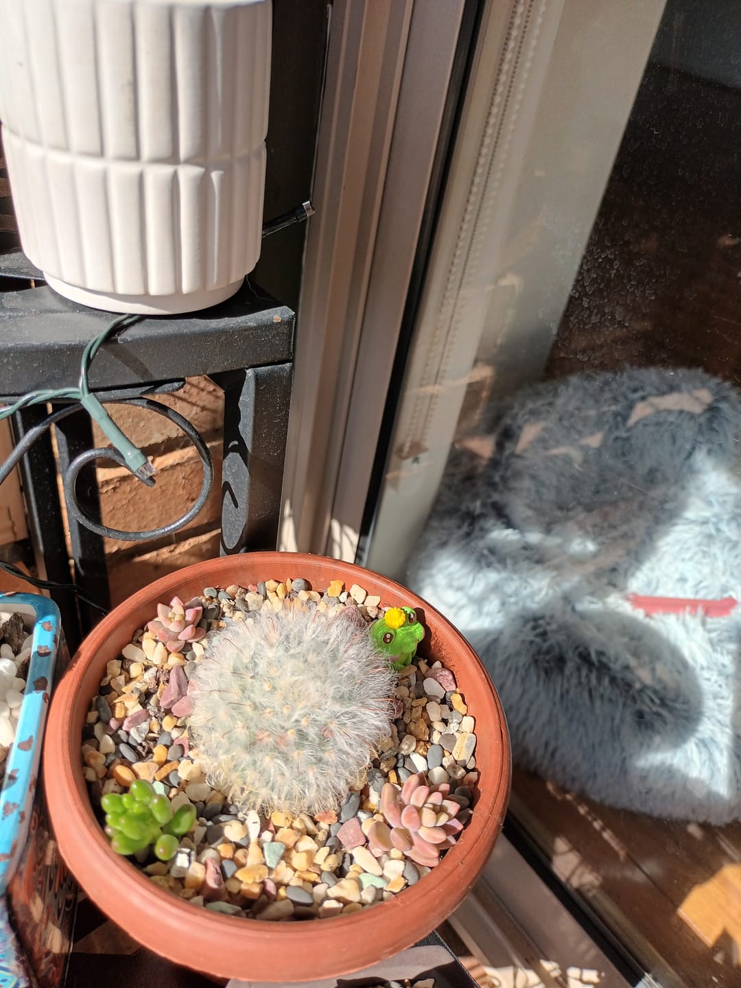 Customer photo review of Sedum Rubrotinctum 'Red Jelly Beans' - Cuttings x 3