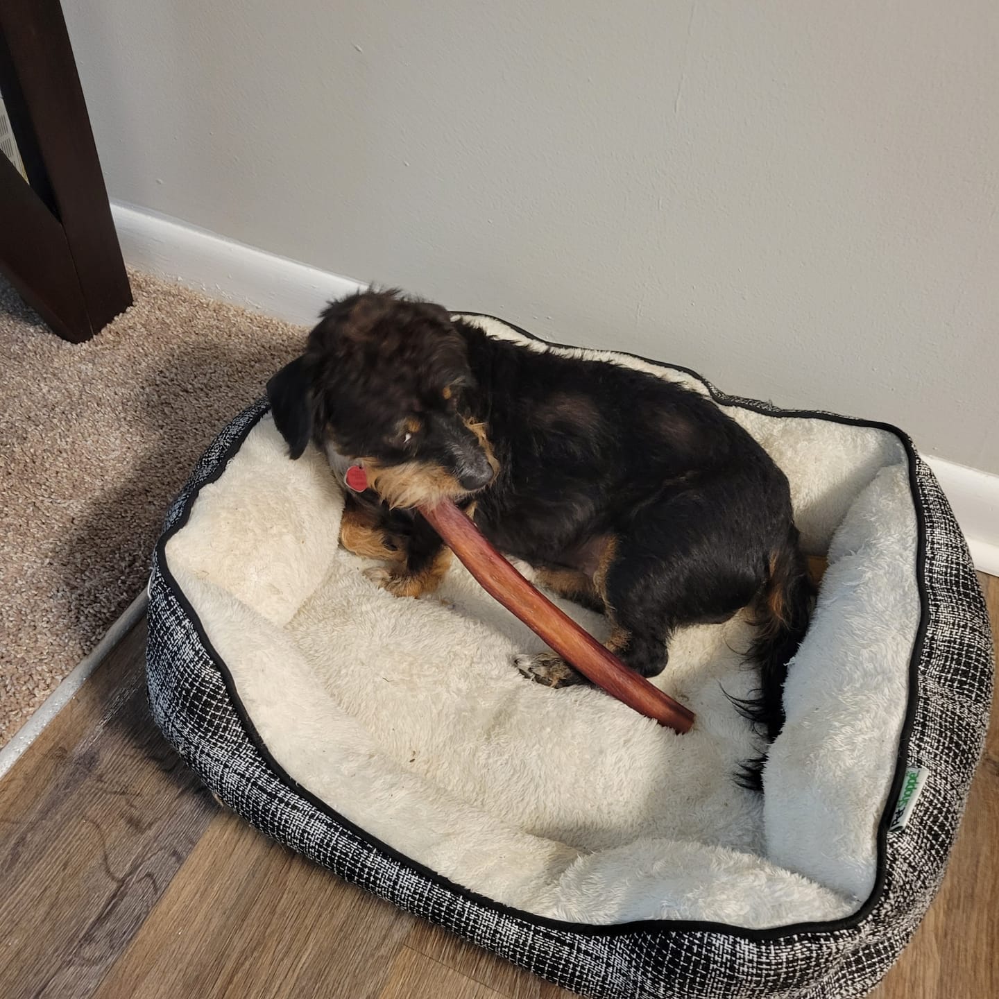 Customer photo review of 10"-12" American Jumbo Smoked Bully Sticks