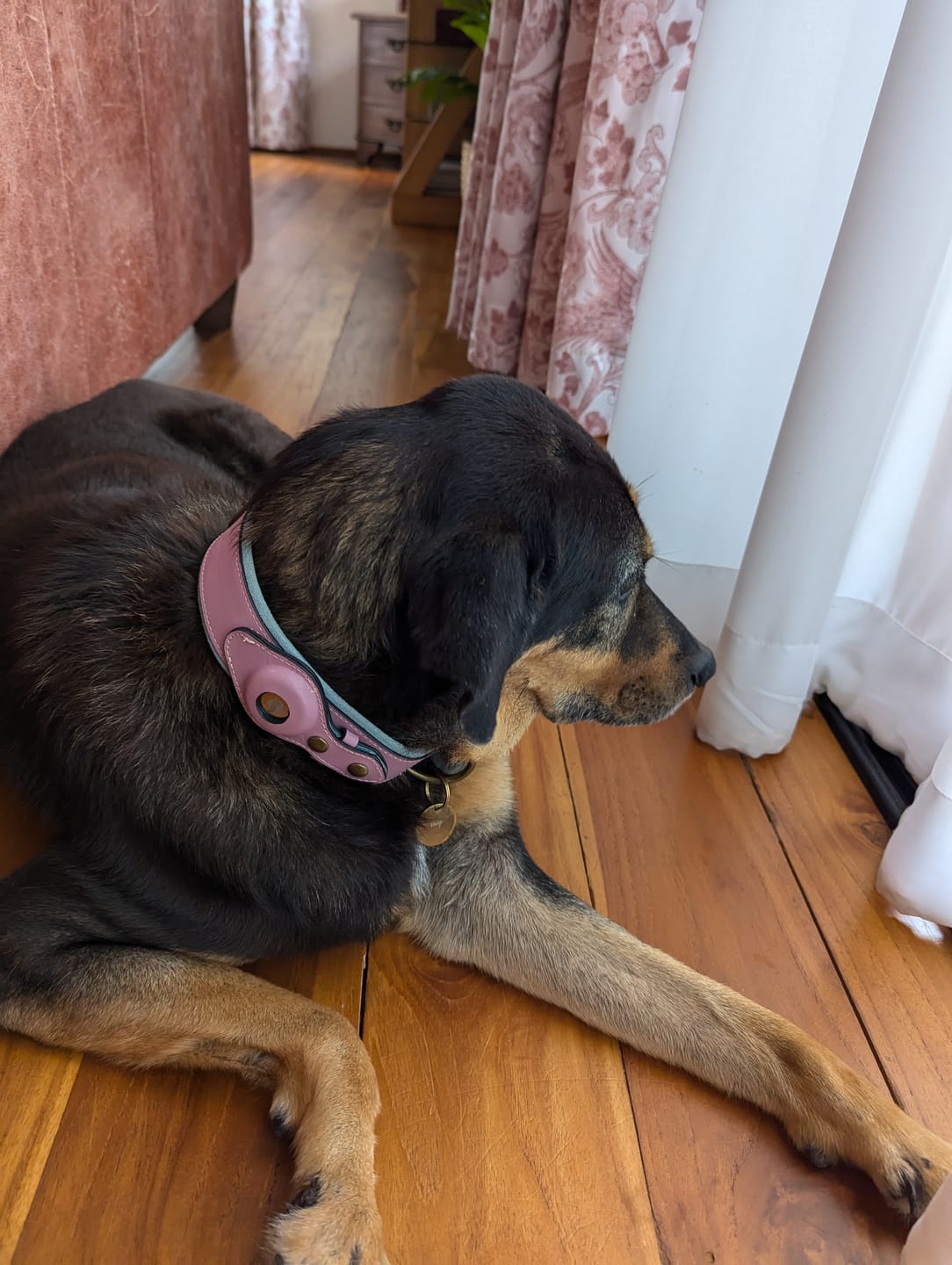 Customer photo review of Keepaws™ Leather AirTag Collar