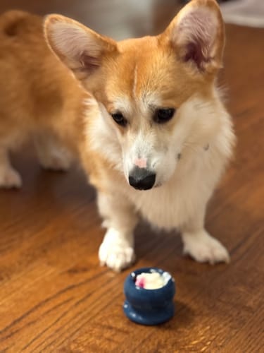 Customer photo review of Freezball - Durable Fillable Dog Chew Bone