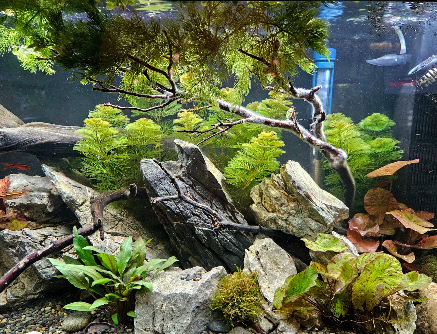 Customer photo review of Scuba Preset Heaters