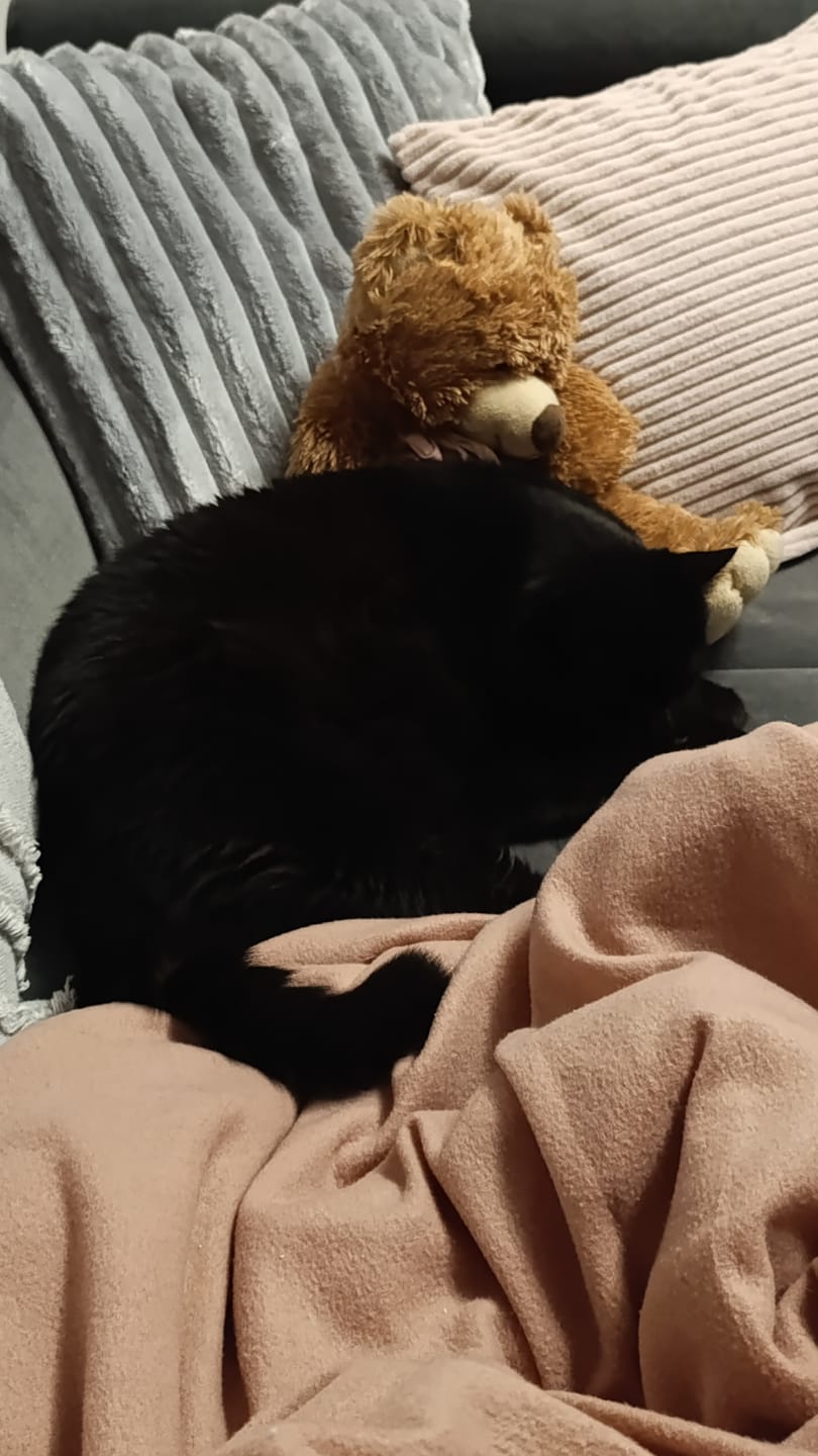 Customer photo review of Katzen Gesundheits Ratgeber von Majescats