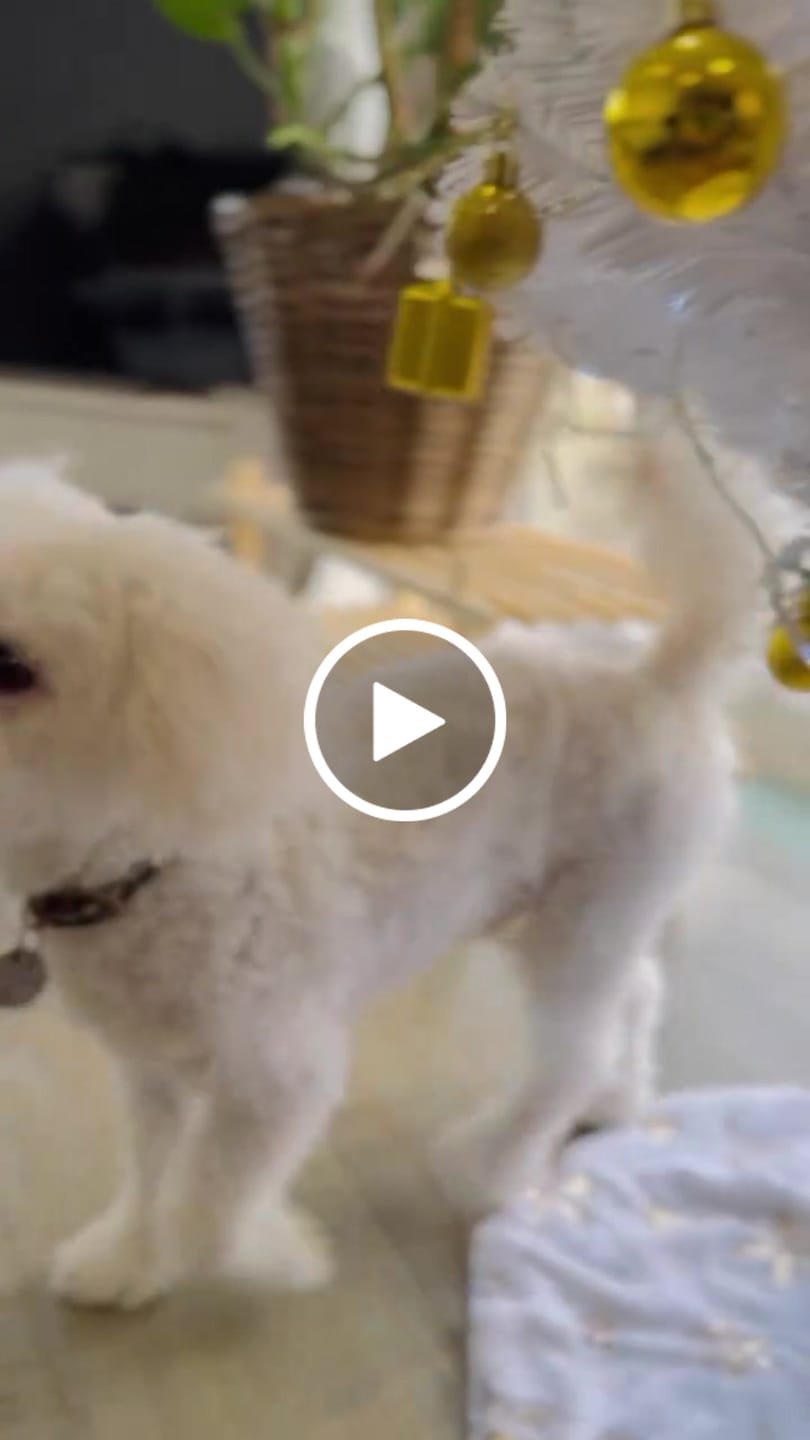 Customer video review of Nurture Your Dog's Health: 5 Functional Treats for a Happier, Healthier Dog