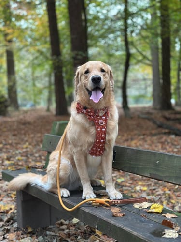Customer photo review of 4ft Rope Lead - Orange + Brown