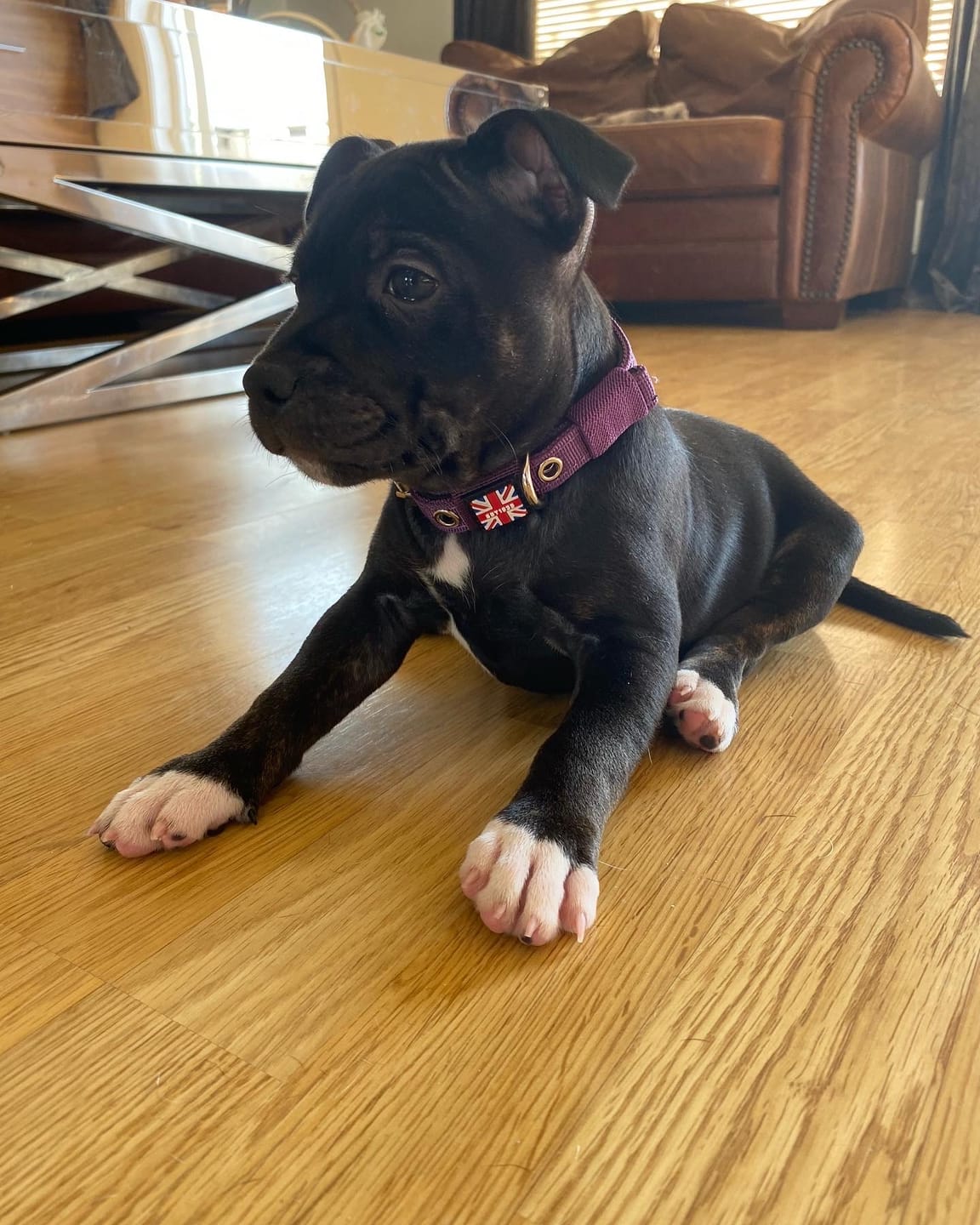 Customer photo review of Staffordshire Bull Terrier 1935® Puppy Collar & Leash Set - Purple