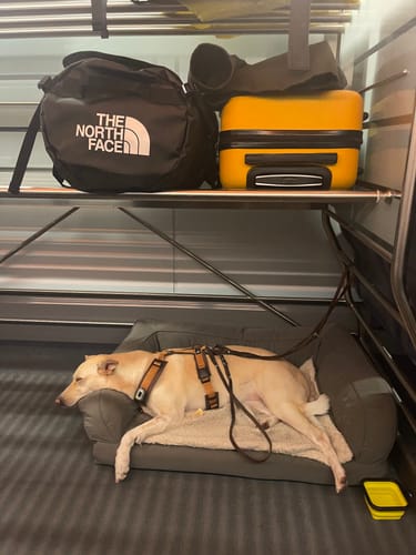 Customer photo review of Strotonin Dog Support