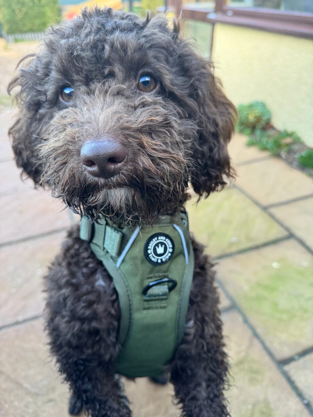 Customer photo review of Trail & Glow® Dog Harness - The Khaki One