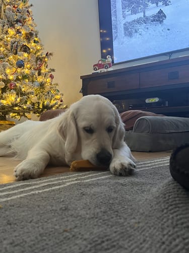 Customer photo review of BLUEBERRY YAK CHEWS